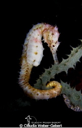 Ivory-seahorse , Bohol by Claudia Weber-Gebert 